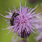 Maskenbiene (Hylaeus) w