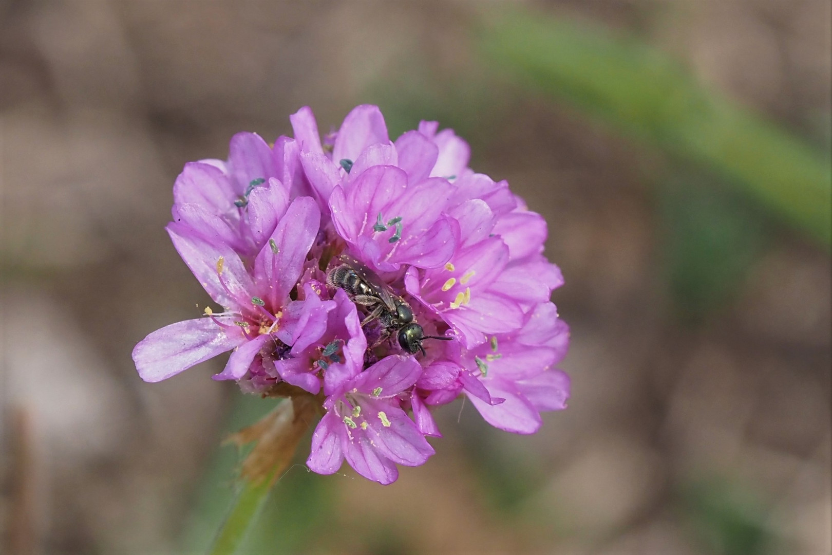 Maskenbiene in Galmeinelke