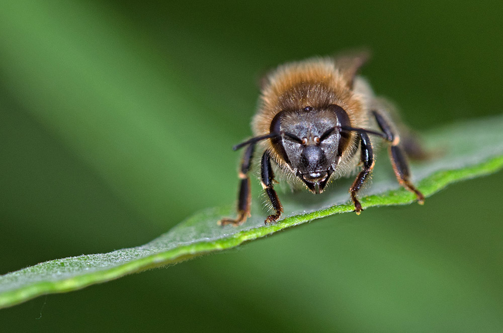 Maskenbiene / Weibchen