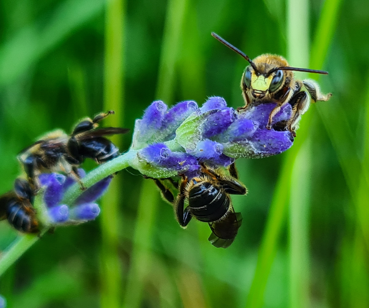 Maskenbienen