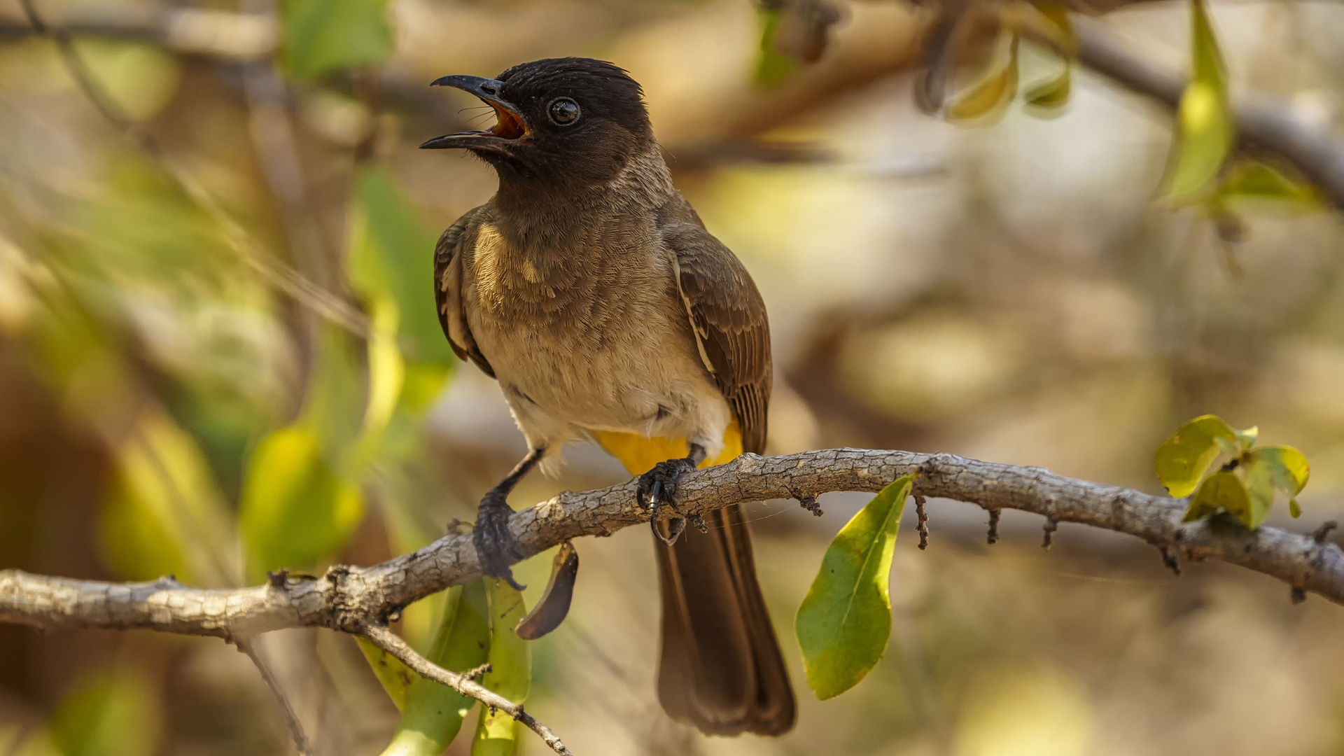 Maskenbülbül (Pycnonotus nigricans), Lake Kariba, Matusadona NP, Simbabwe, 2019.09.23.