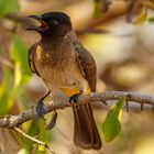 Maskenbülbül (Pycnonotus nigricans), Lake Kariba, Matusadona NP, Simbabwe, 2019.09.23.