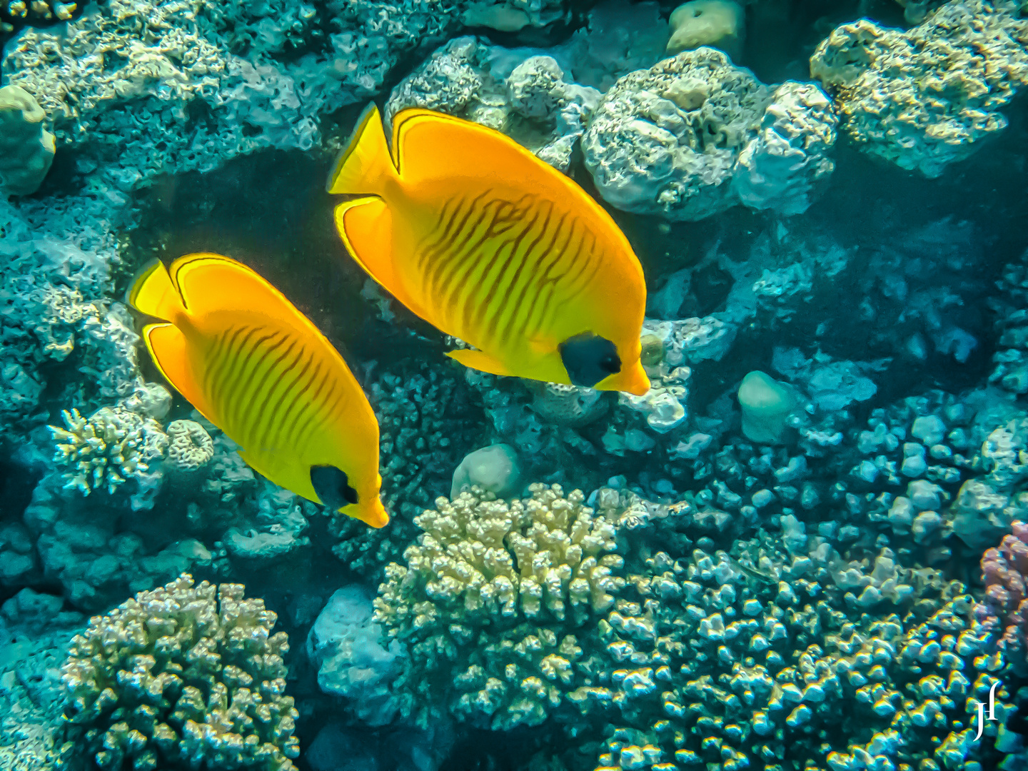 Maskenfalterfisch (Chaetodon semilarvatus)