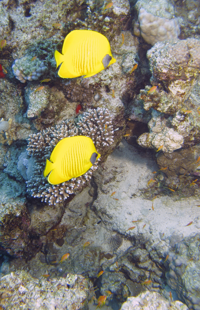 Maskenfalterfische am Ras Abu Soma