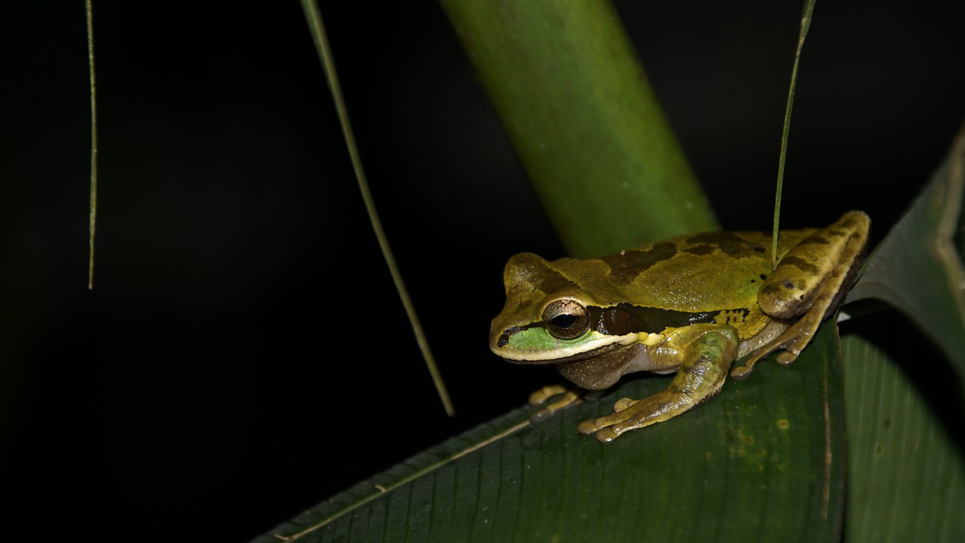 Maskenfrosch