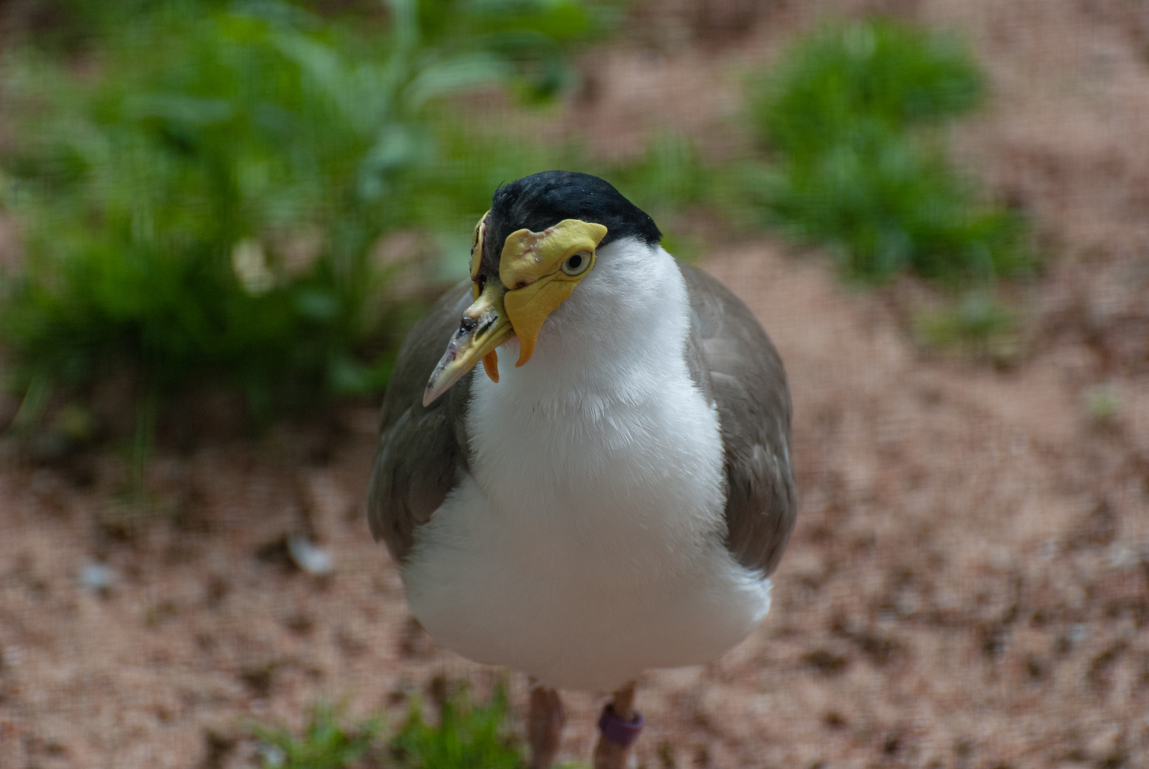 Maskenkiebitz