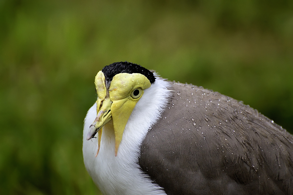 Maskenkiebitz