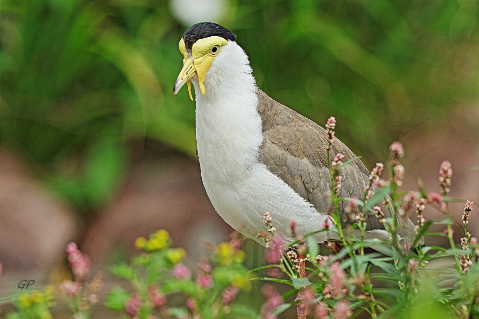 Maskenkiebitz