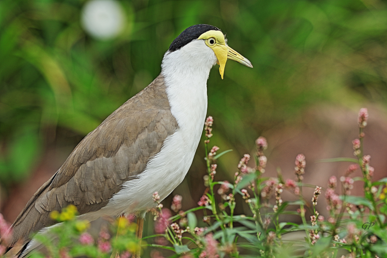 Maskenkiebitz III