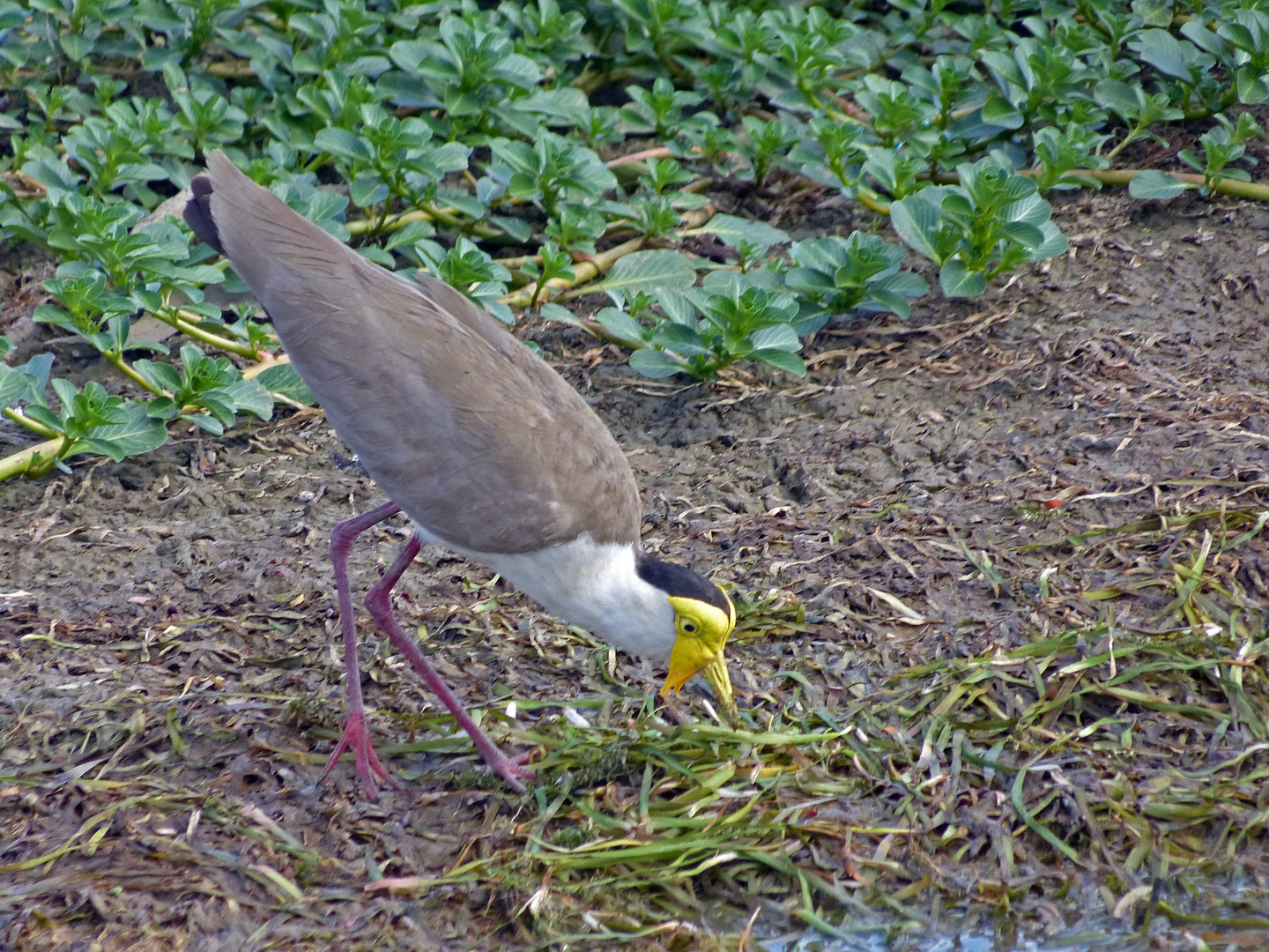 Maskenkiebitz (Vanellus miles)