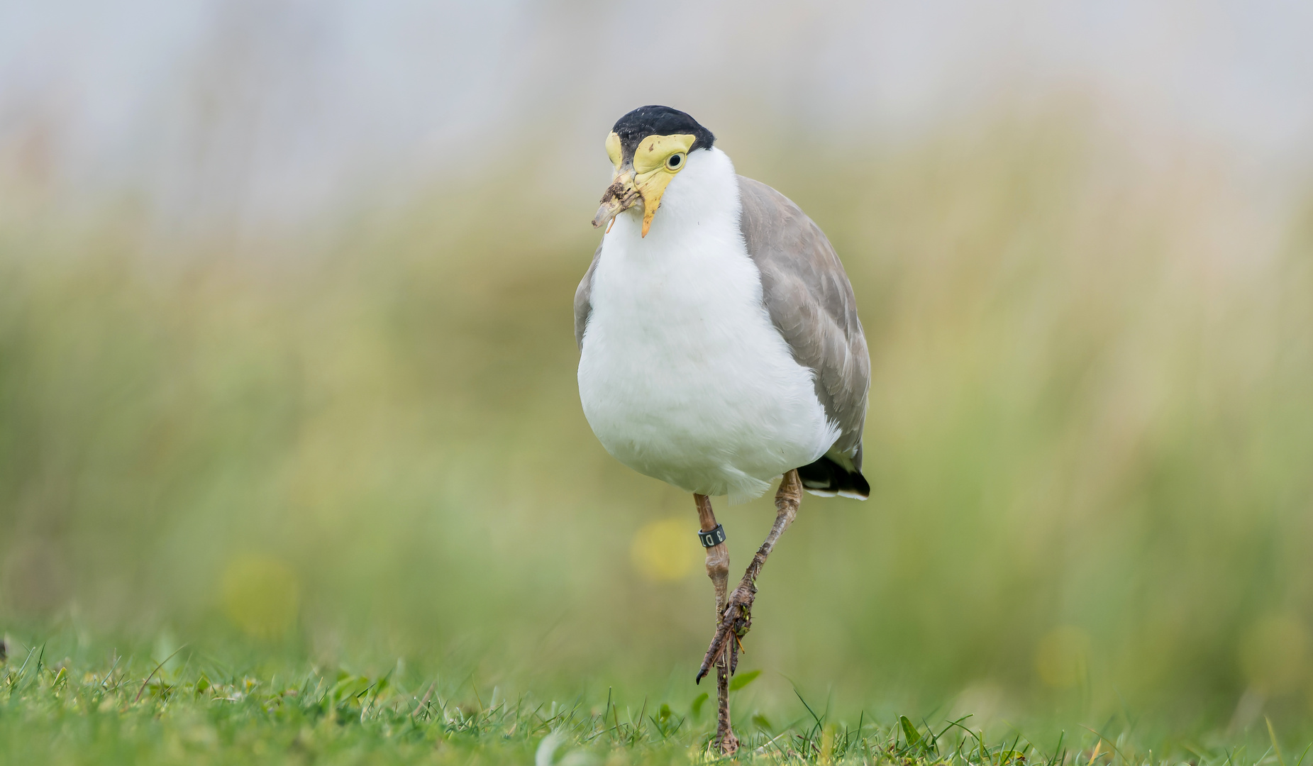 Maskenkiebitz Wildlife NRW