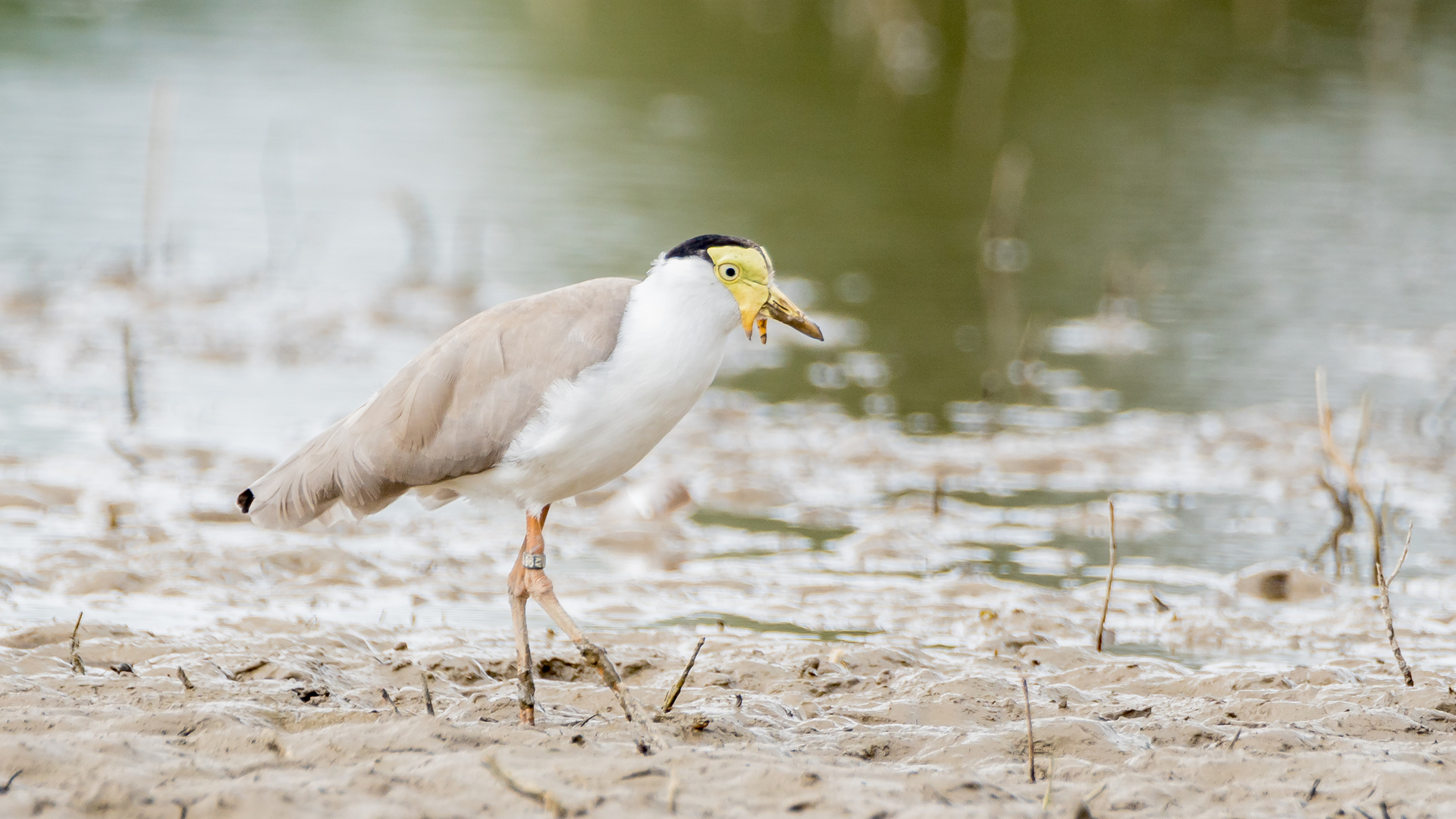 Maskenkiebitz Wildlife NRW