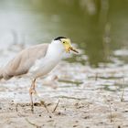 Maskenkiebitz Wildlife NRW