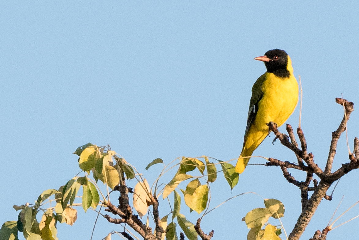 Maskenpirol, Black-headed Oriole (Oriolus lavatus)