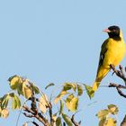 Maskenpirol, Black-headed Oriole (Oriolus lavatus)