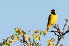 Maskenpirol, Black-headed Oriole (Oriolus lavatus)