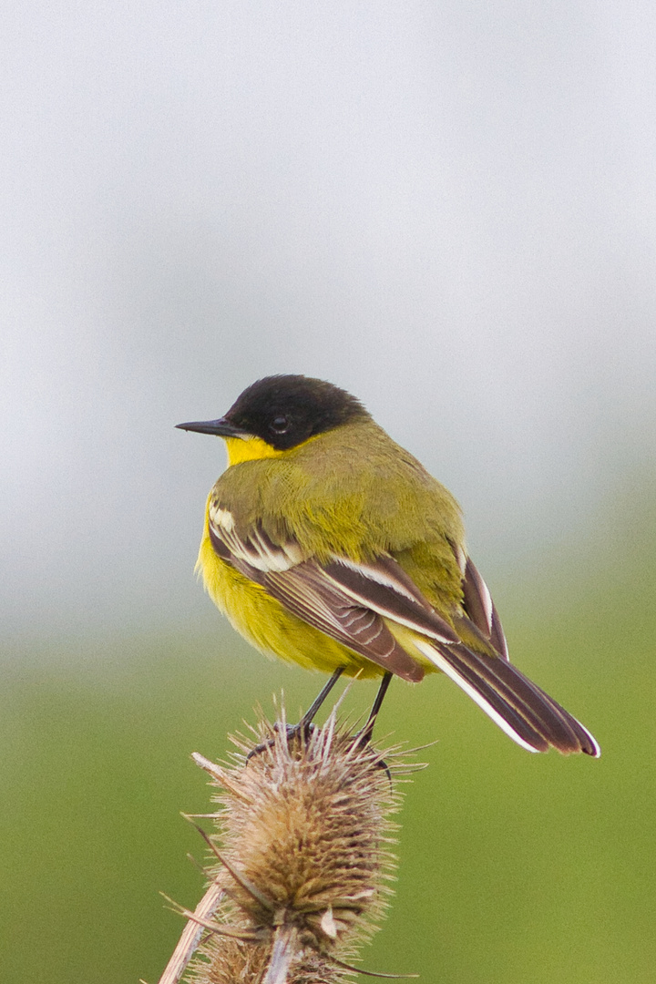 Maskenschafstelze (Motacilla flava feldegg)