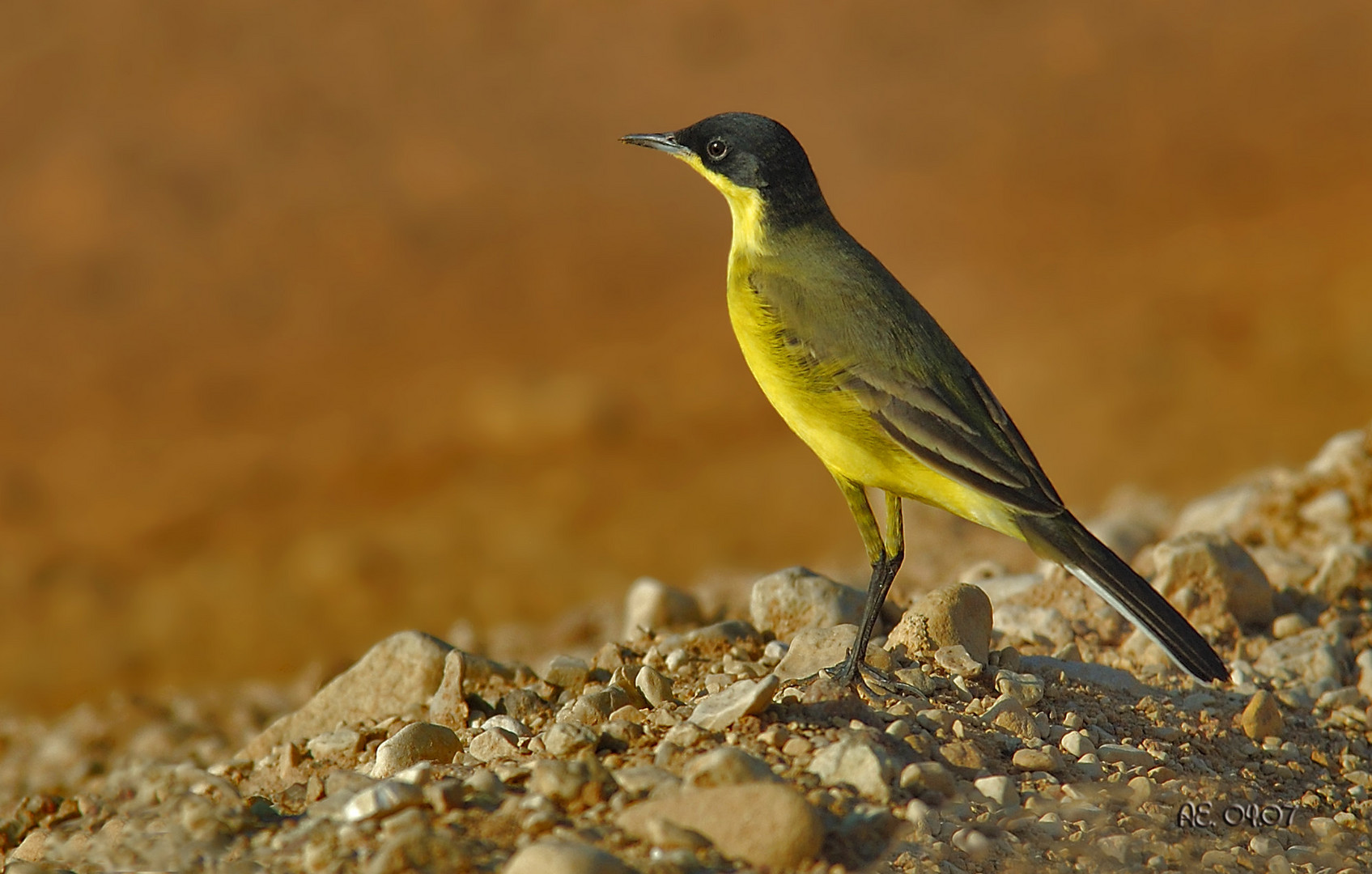 Maskenschafstelze ( Motacilla flava feldegg )