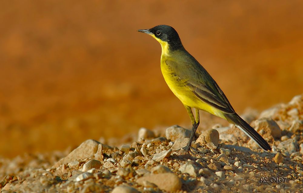 Maskenschafstelze ( Motacilla flava feldegg )