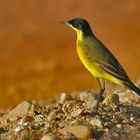 Maskenschafstelze ( Motacilla flava feldegg )