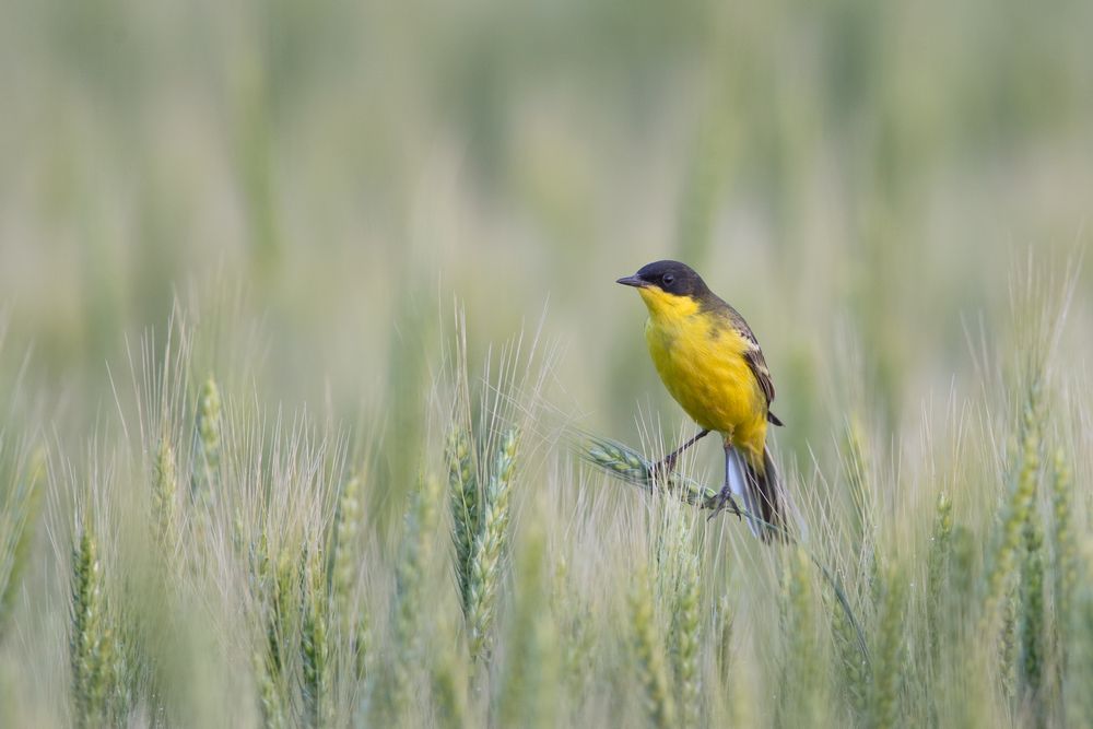 Maskenschafstelze / Yellow wagtail