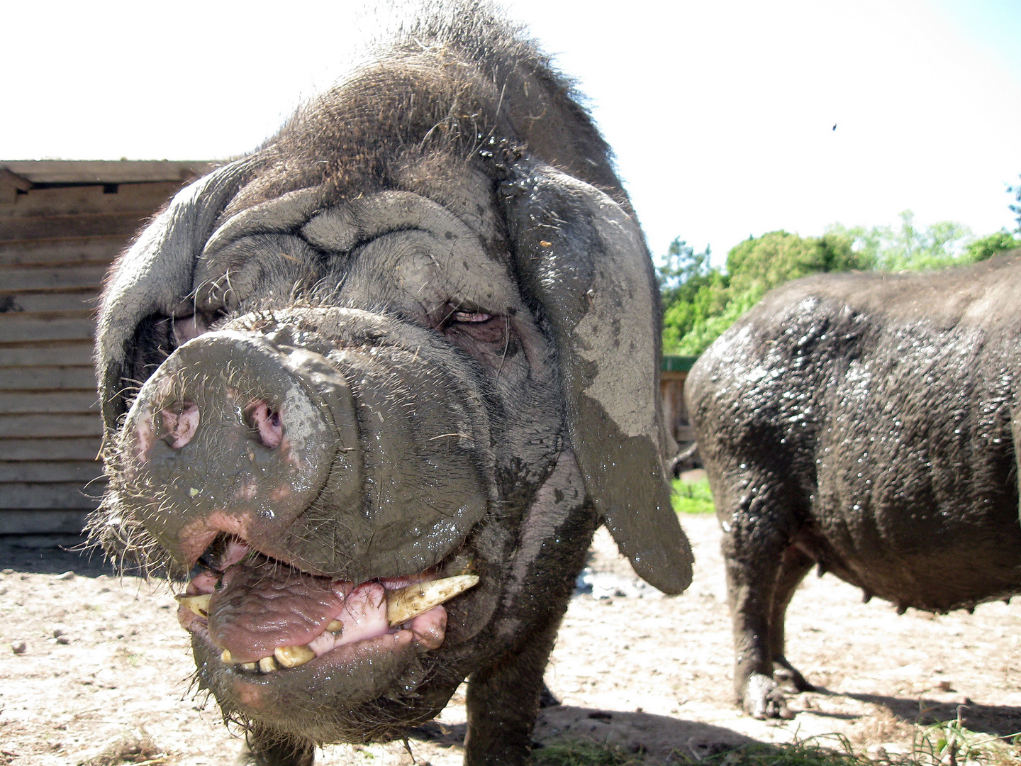 Maskenschwein im Haustierpark Lelkendorf