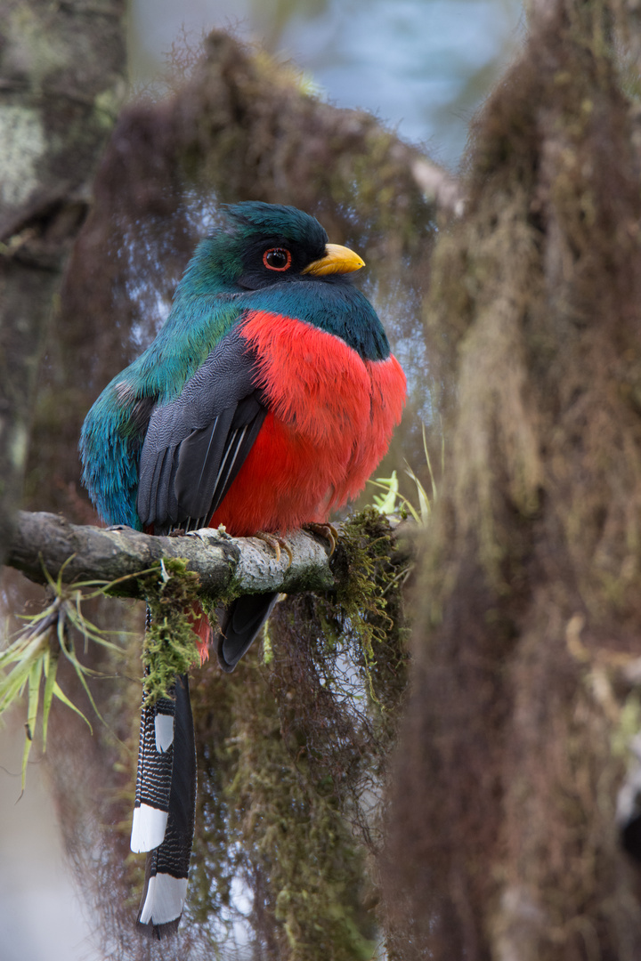 Maskentrogon (Trogon personatus), Männchen, Tandayapa , Ecuador