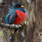 Maskentrogon (Trogon personatus), Männchen, Tandayapa , Ecuador