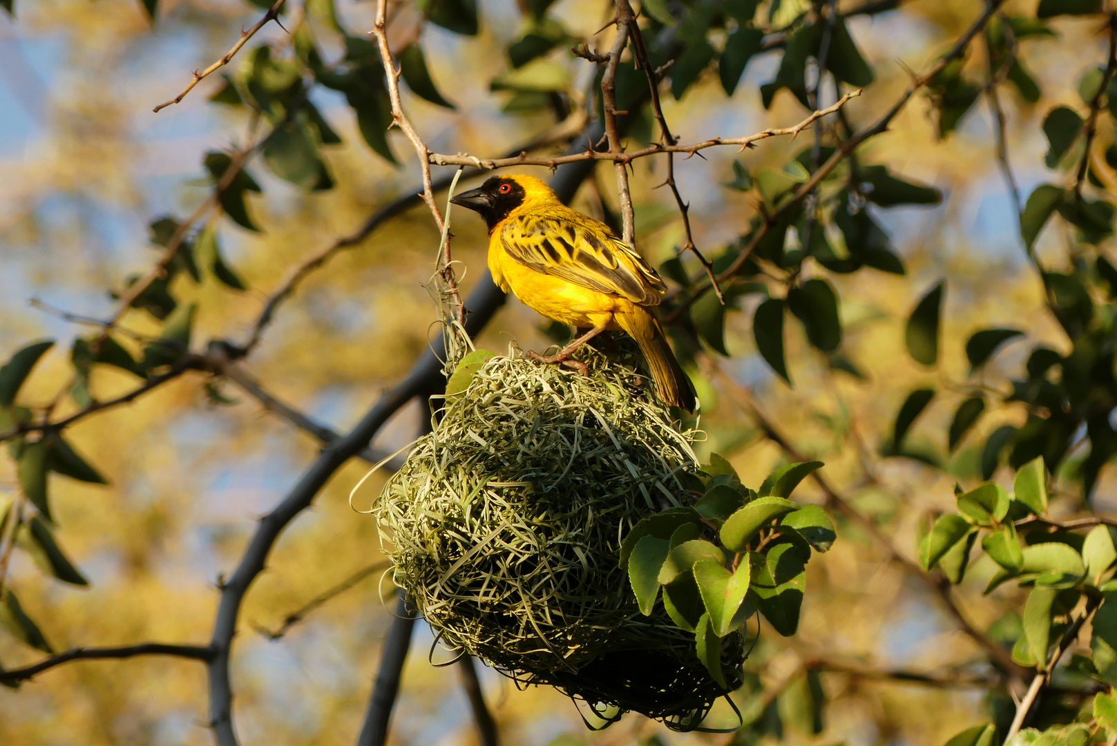 Maskenweber beim Bau seines Nestes