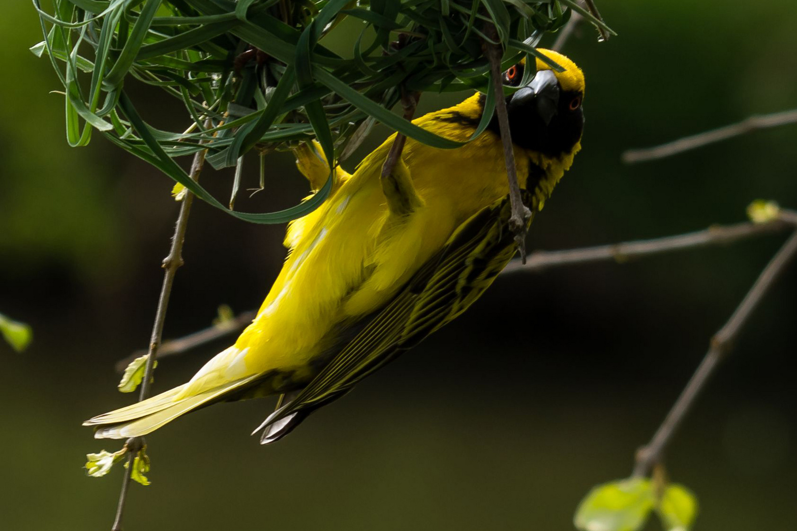 Maskenweber (Ploceus velatus)