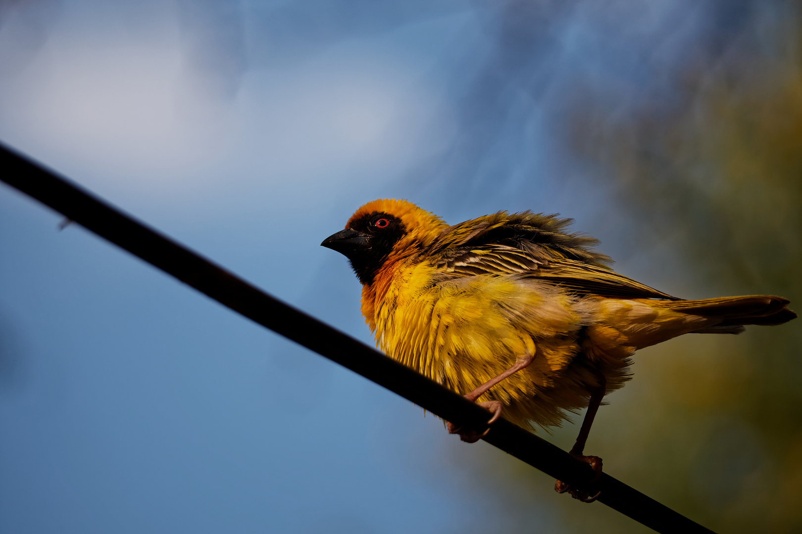 Maskenwebervogel 1