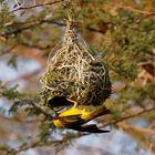 Maskenwebervogel am Nest