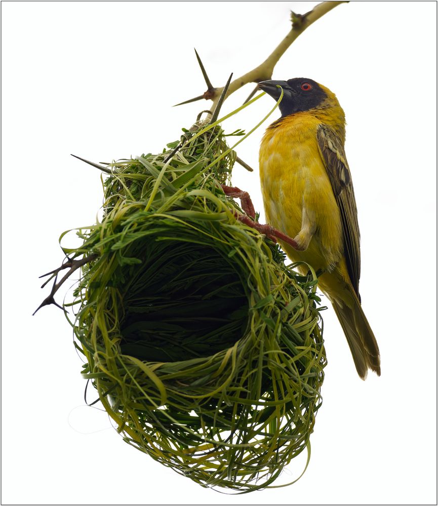 Maskenwebervogel