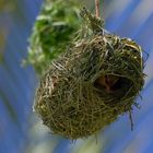 Maskenweberweibchen im Nest