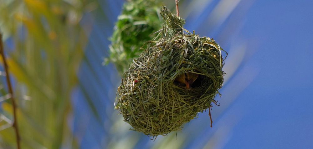 Maskenweberweibchen im Nest