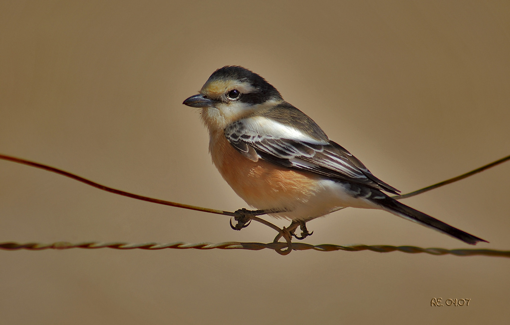 Maskenwürger ( Lanius nubicus )