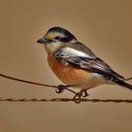 Maskenwürger ( Lanius nubicus )