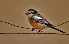 Maskenwürger ( Lanius nubicus )