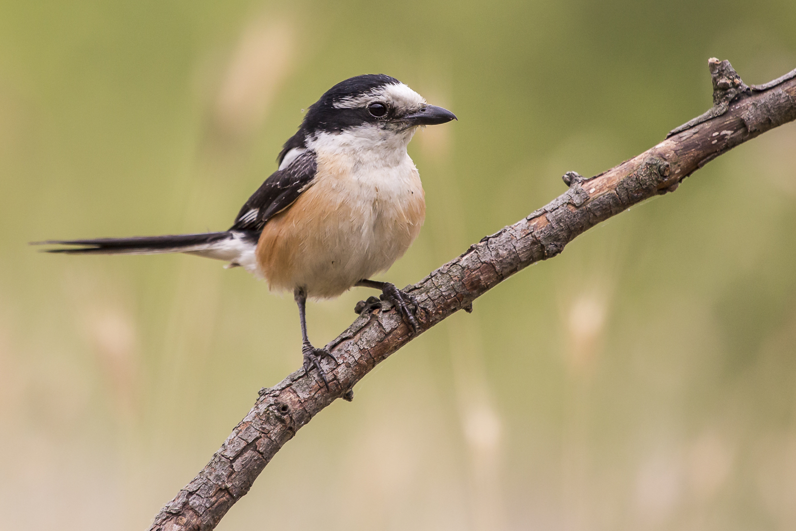 Maskenwürger - Lanius nubicus