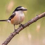 Maskenwürger - Lanius nubicus