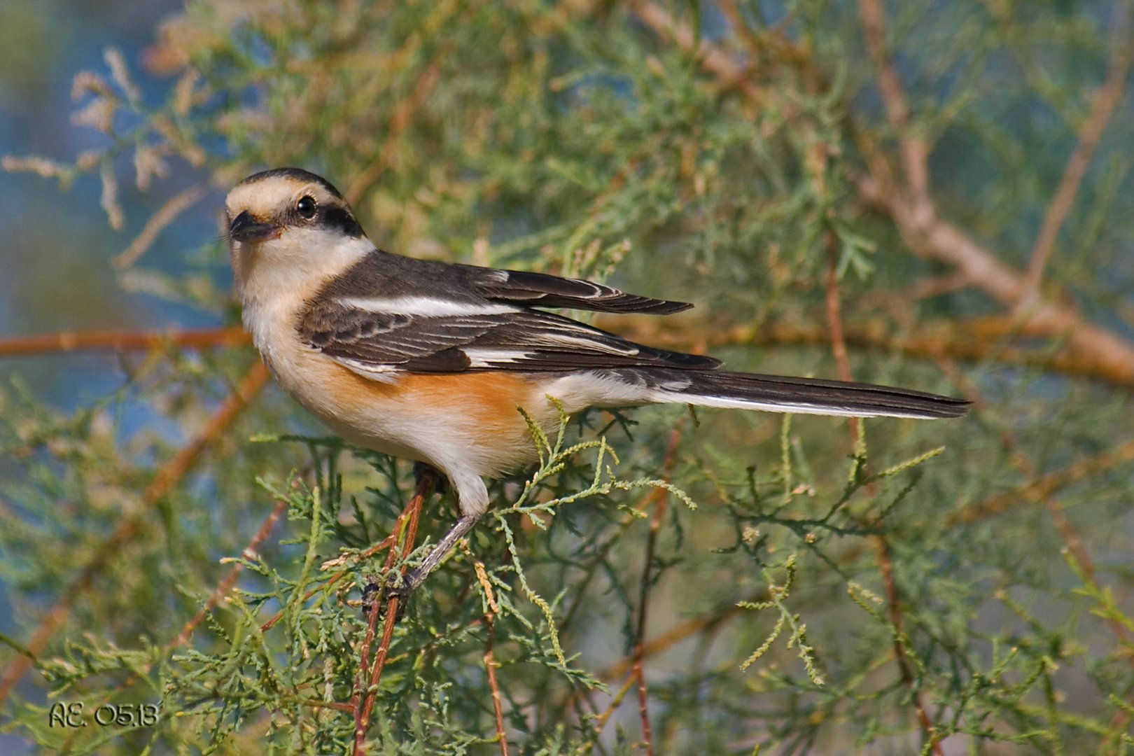 Maskenwürger ( Lanius nubicus )