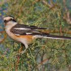 Maskenwürger ( Lanius nubicus )