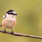  Maskenwürger - Lanius nubicus