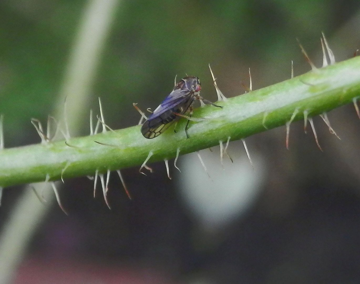 Maskenzikade (Oncopsis sp.) auf einem Mohnstängel