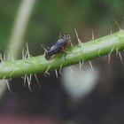 Maskenzikade (Oncopsis sp.) auf einem Mohnstängel