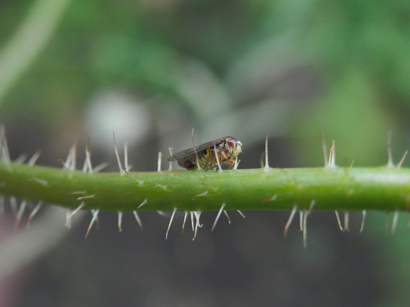 Maskenzikade (Oncopsis sp.) auf einem Mohnstängel