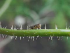 Maskenzikade (Oncopsis sp.) auf einem Mohnstängel