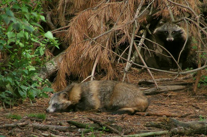 Maskierte Räuber ( Waschbären captive)