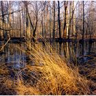 Mason Neck Wetlands - No. 1