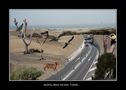 Maspalomas-Sahara Tunnel von Andras Kolozsvari 